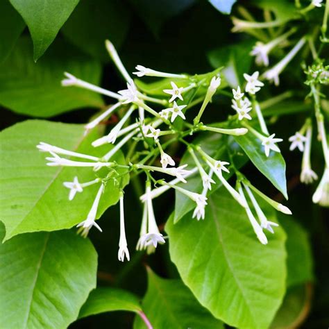 夜來香花期|夜来香什么时候开花